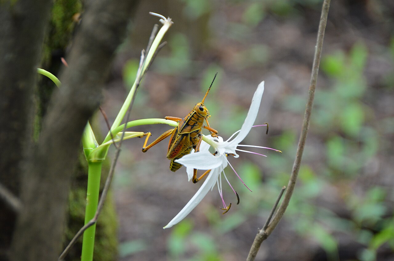 Is a Grasshopper a Good Omen?