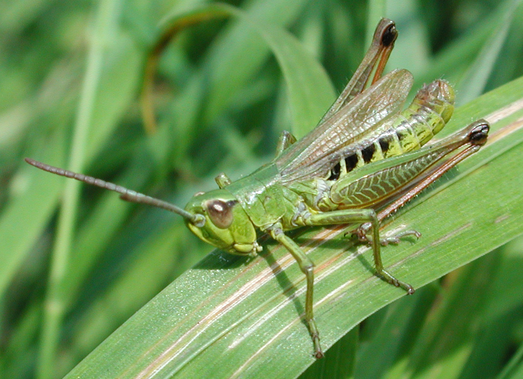What Message Are Grasshoppers Trying to Send?