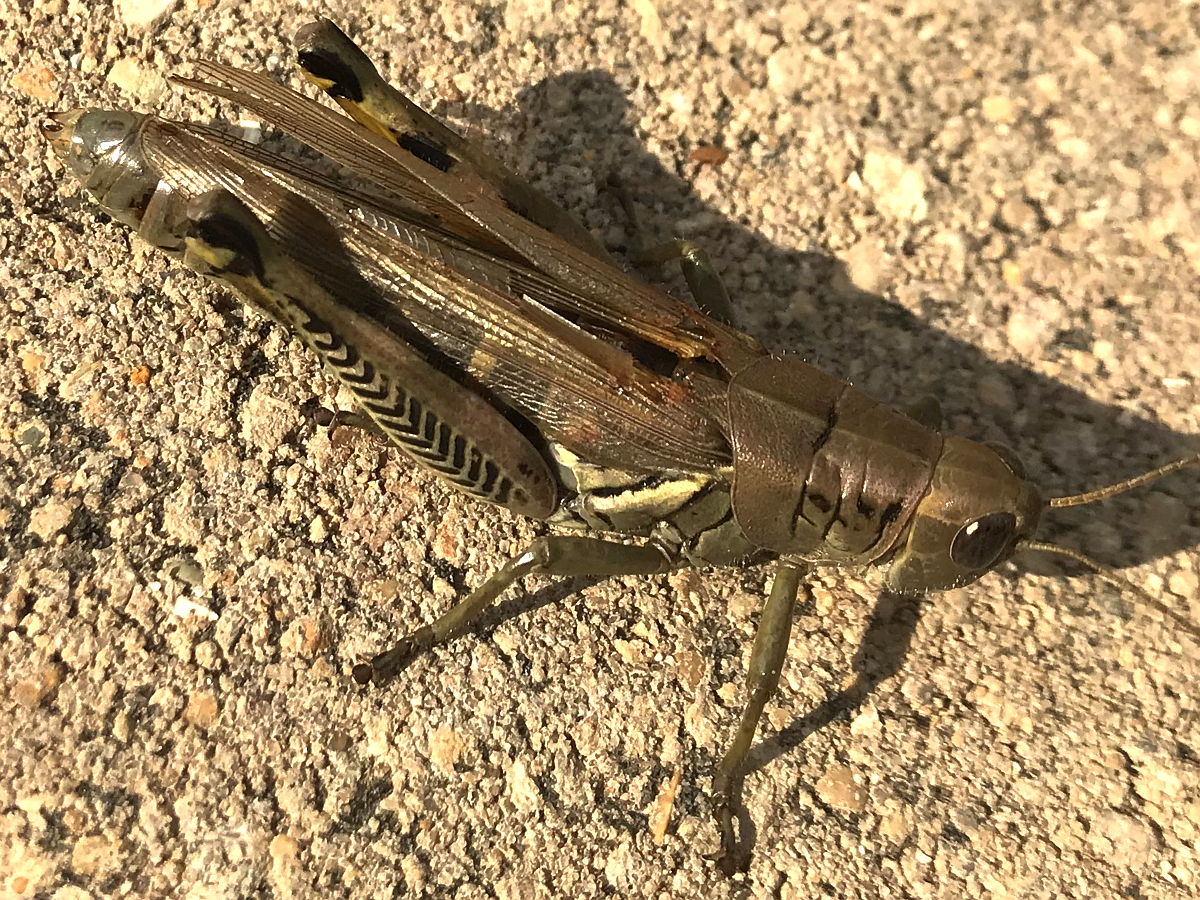 When a Grasshopper Is Trying to Tell You Something