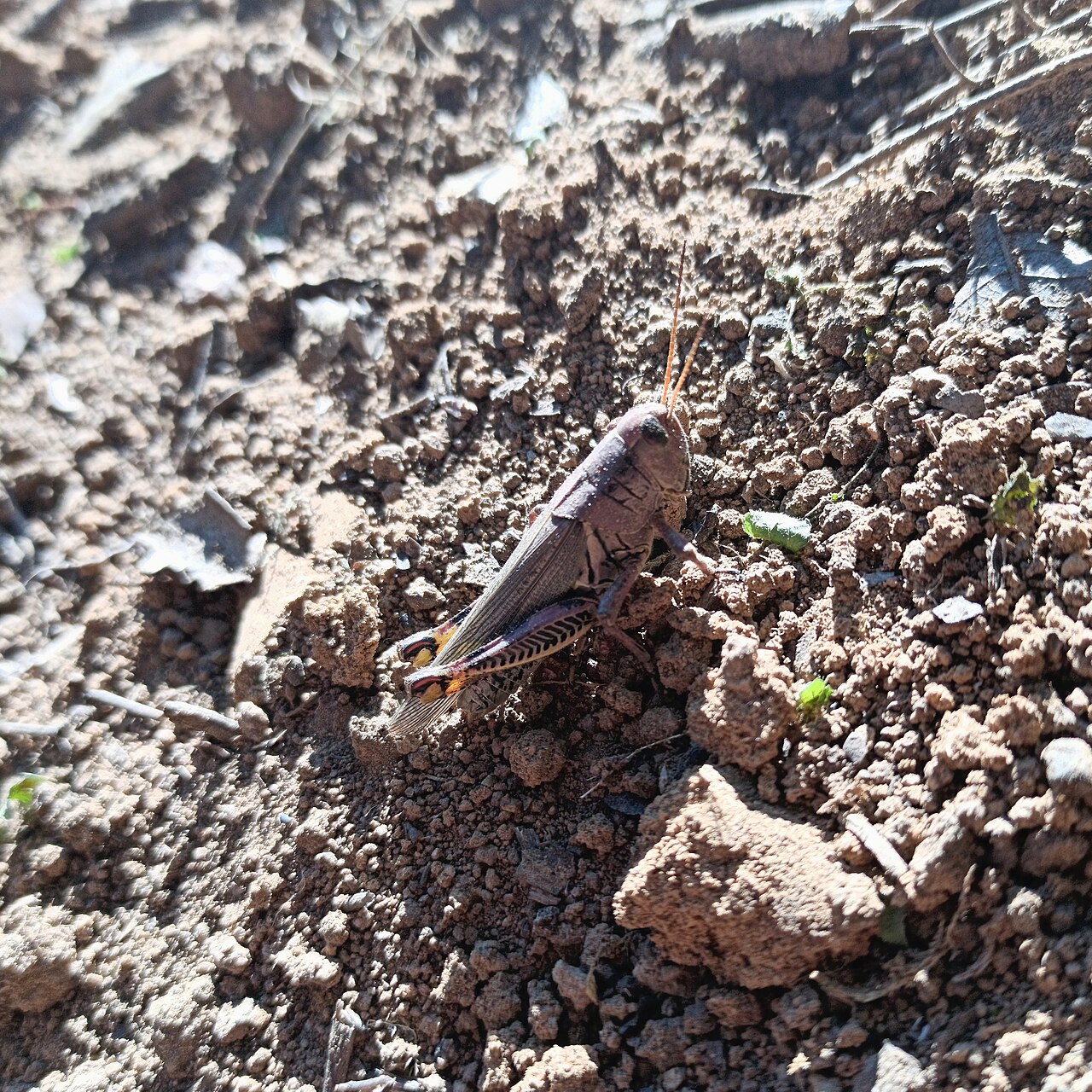 Grasshopper Symbolism in Native American Traditions