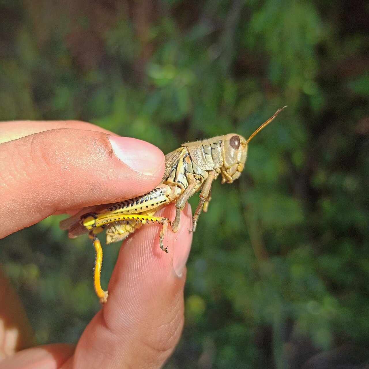 What Does the Bible Say About the Grasshopper?