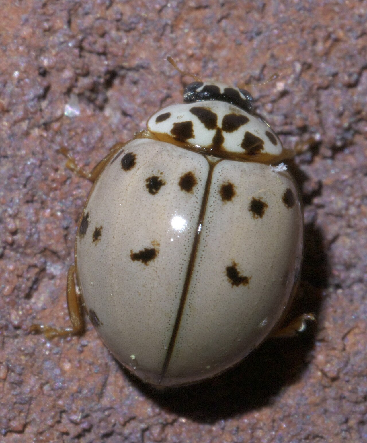 Gray Ladybug Identification: 6 US Species and 3 Lookalikes