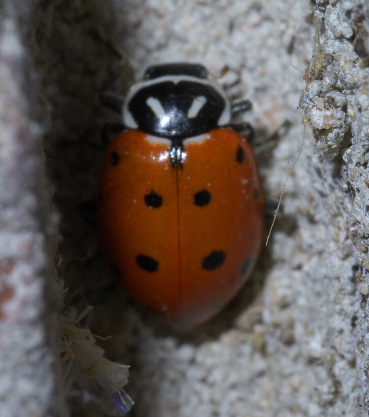 Ashy Gray Lady Beetle (Olla v-nigrum)