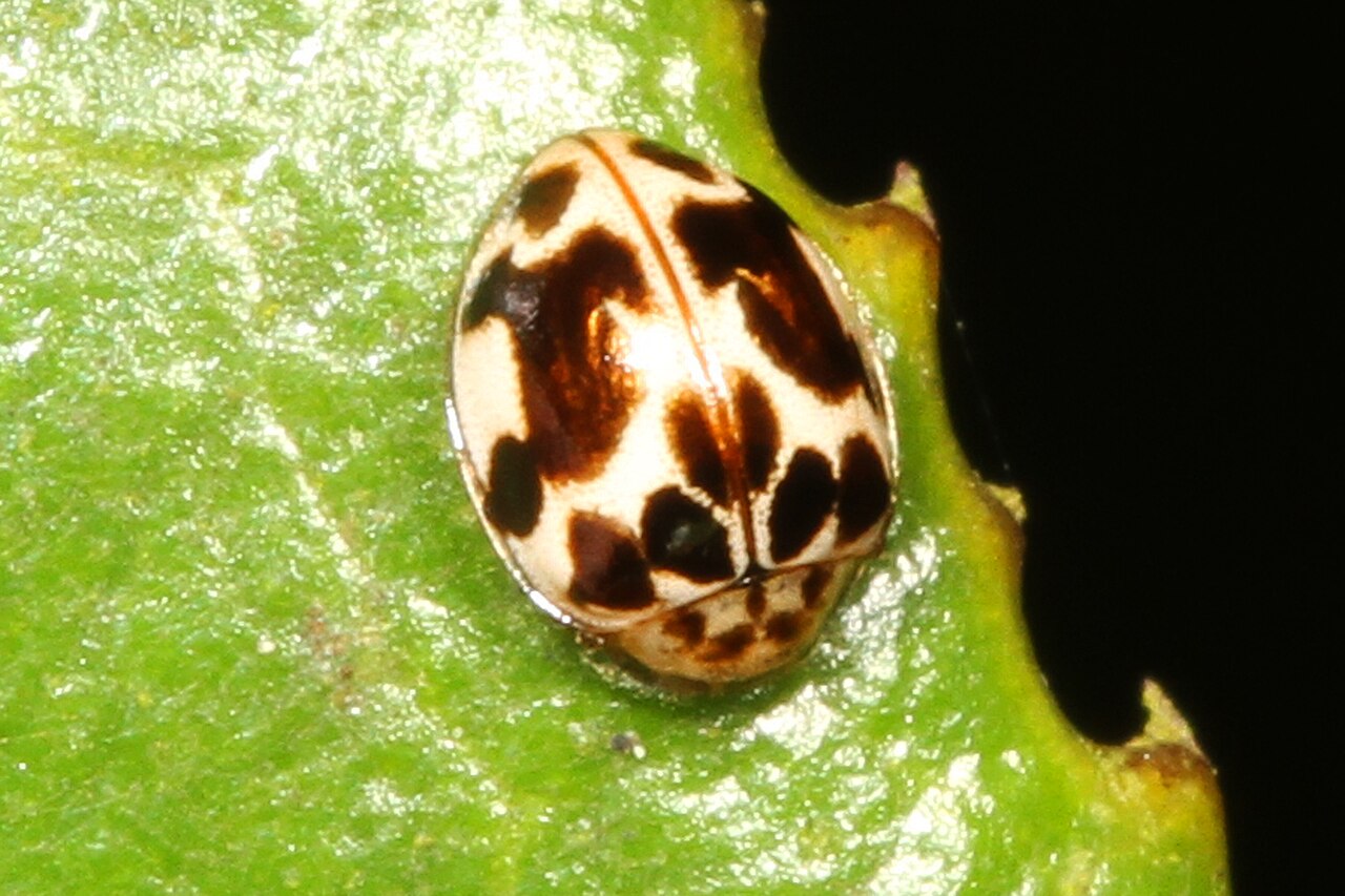 Twenty-Spotted Lady Beetle (Psyllobora vigintimaculata)