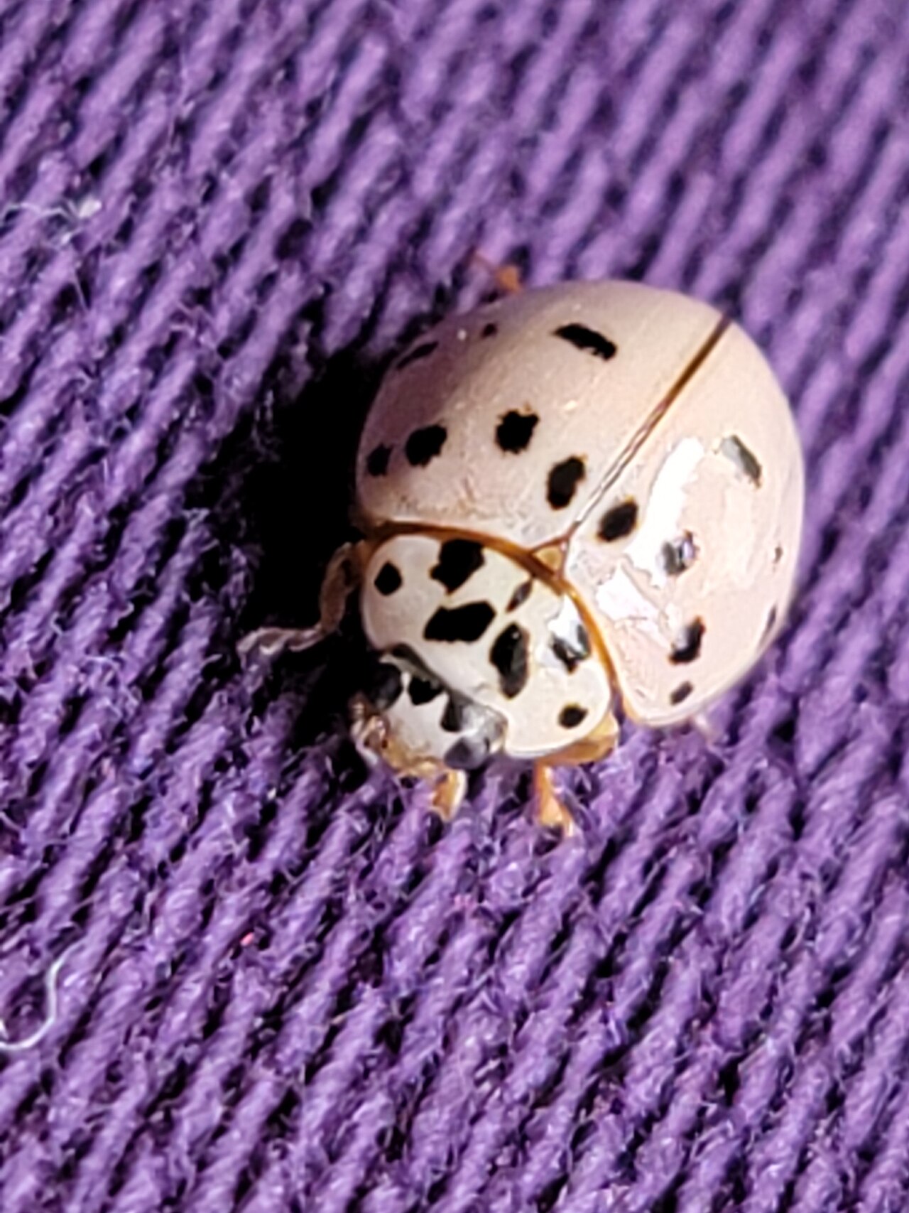 Fifteen-Spotted Lady Beetle (Anatis labiculata)