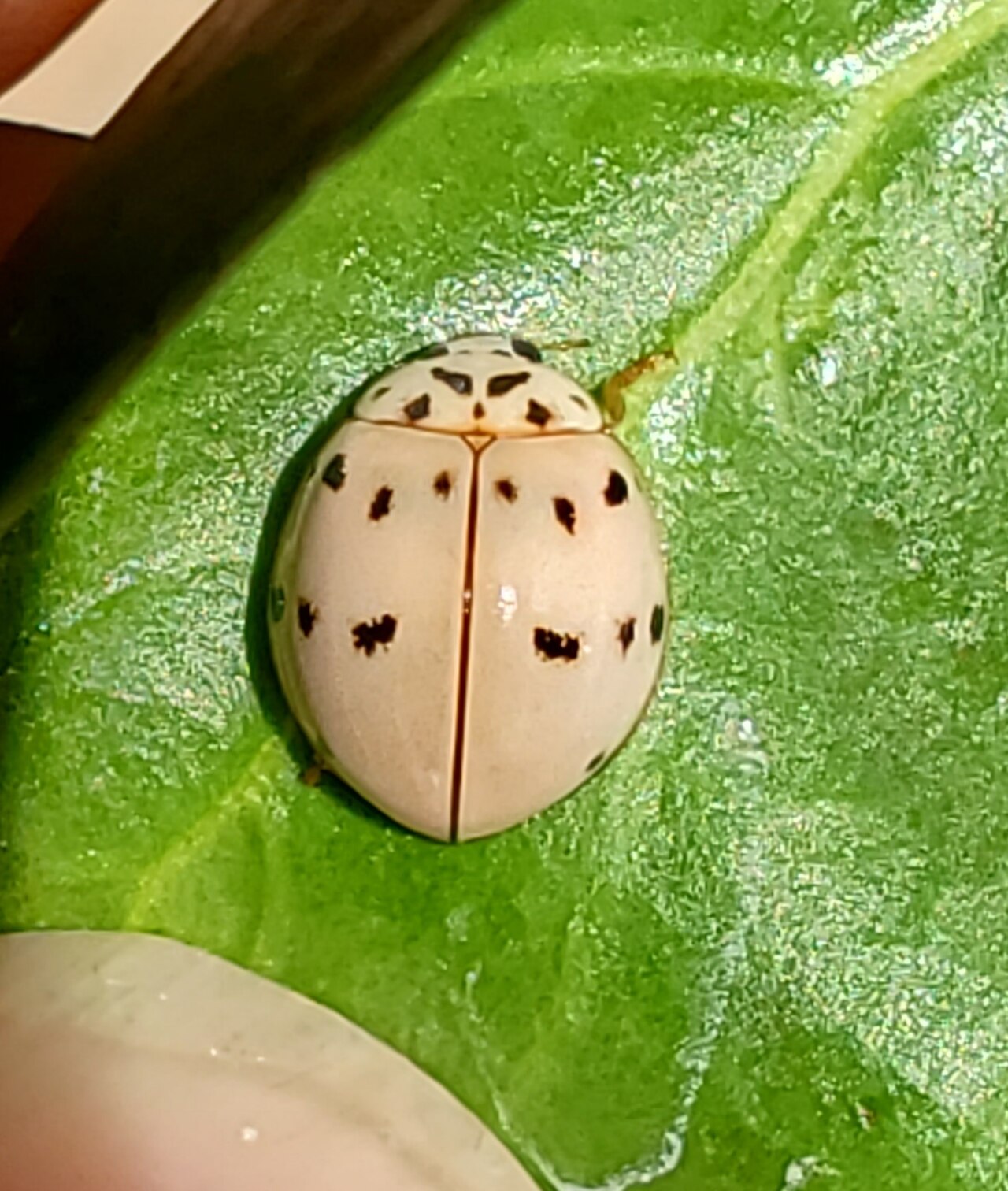 Eye-Spotted Lady Beetle (Anatis mali)