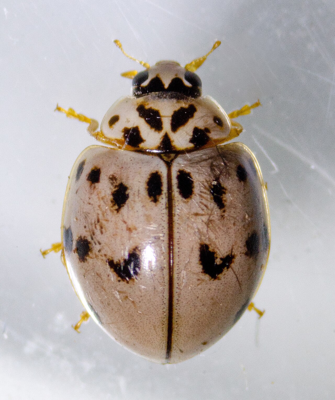 Pale and Cream Asian Lady Beetles (Harmonia axyridis)