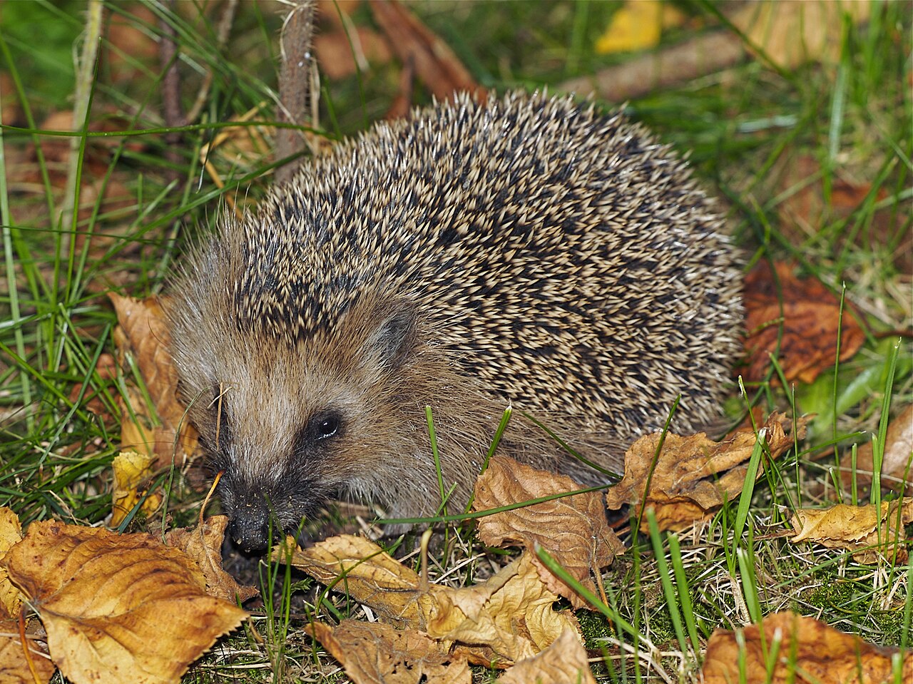 Hedgehog Poop: Size, Shape and the 3 Droppings It Gets Confused With