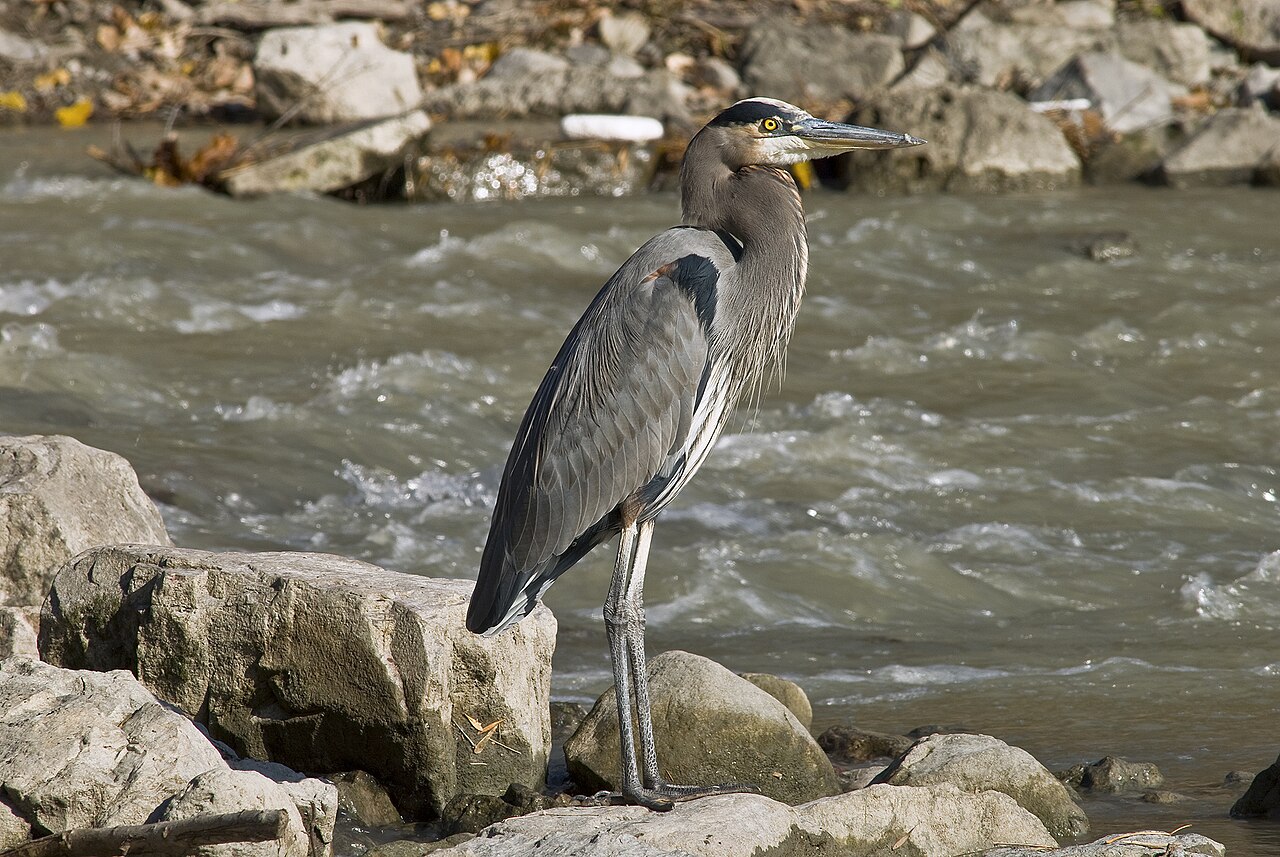 Heron Symbolism: What It Means to See One, Tradition by Tradition