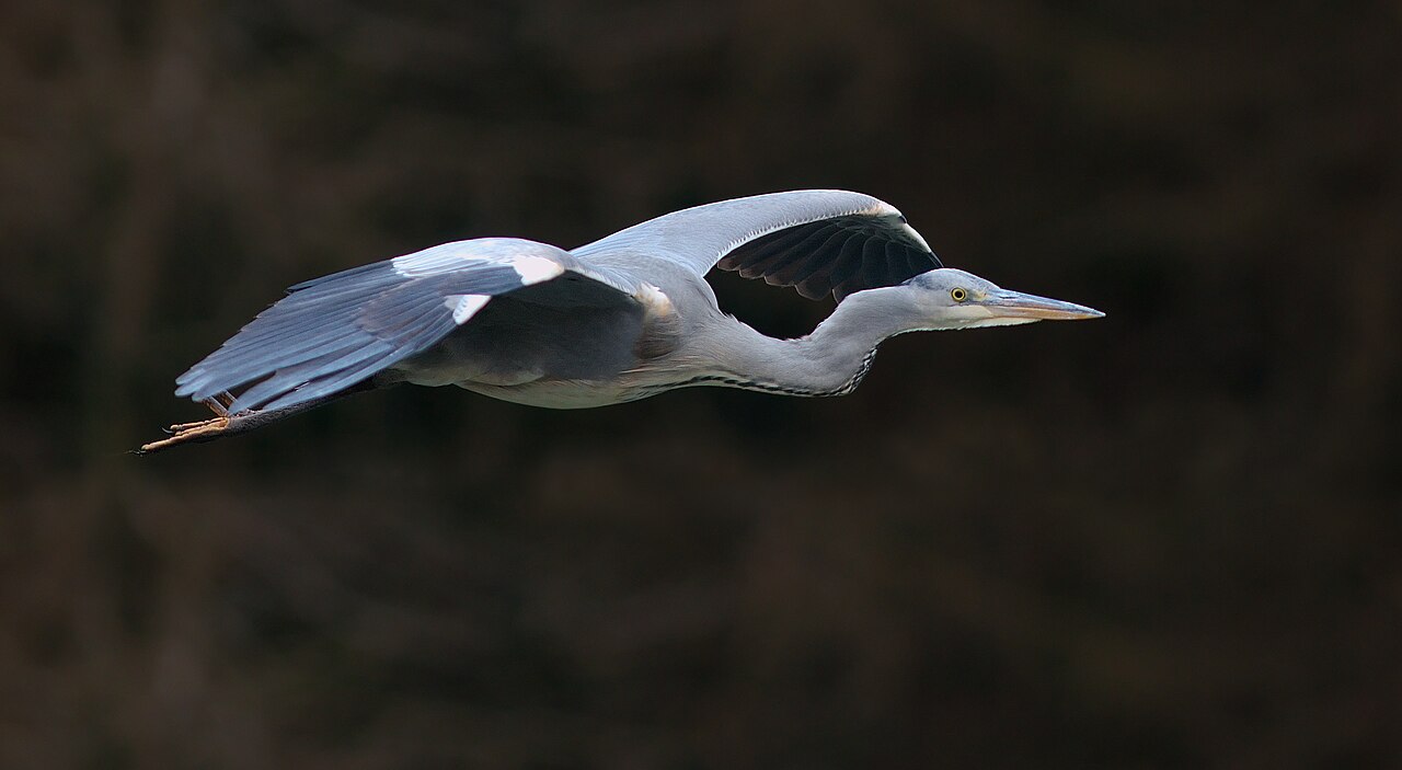 Heron Symbolism in Native American Traditions
