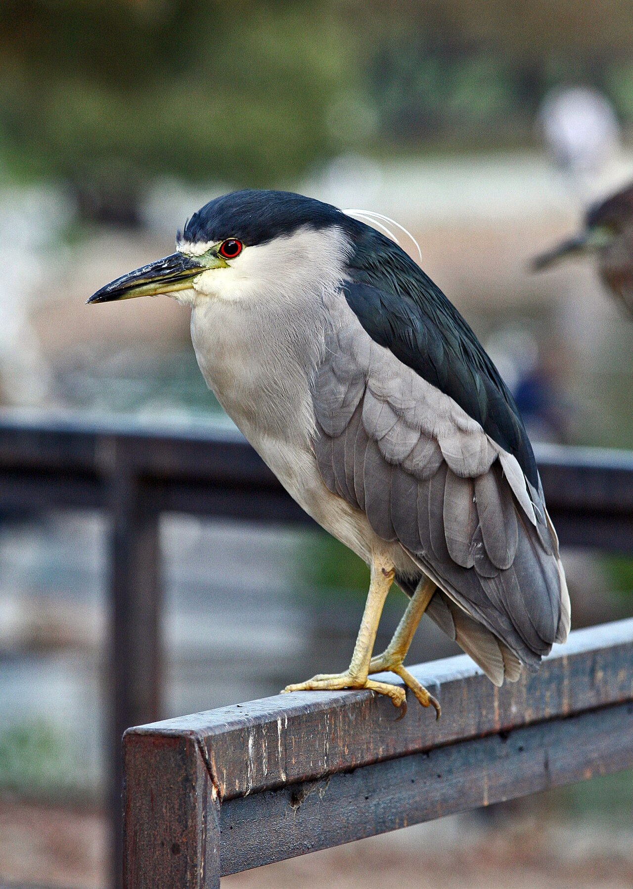 Heron Symbolism in Christianity and the Bible