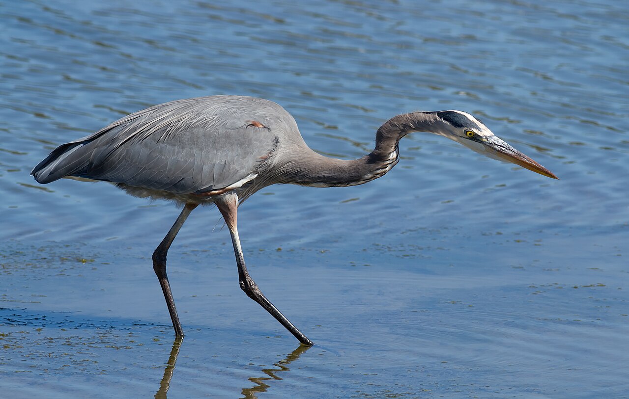 The Heron in Celtic and Irish Folklore