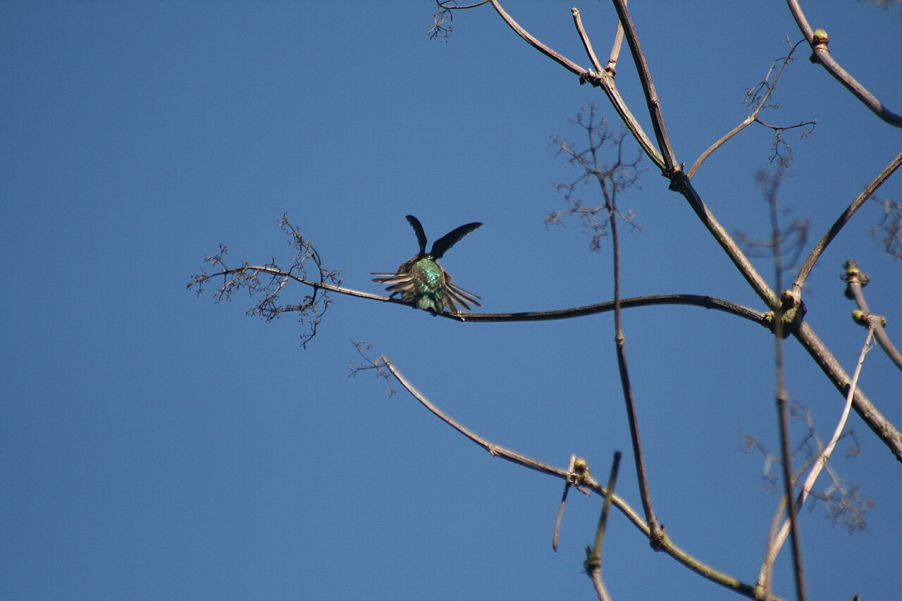 Hummingbird Dream Meaning: 7 Scenarios and What They Signal