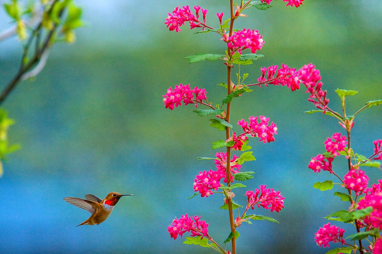 Hummingbird Dream Meanings by Situation