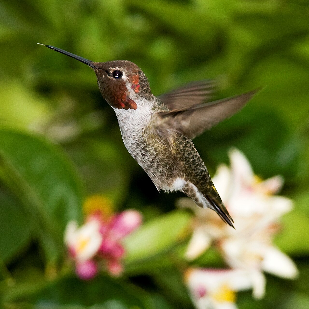A Hummingbird Landing on You or Your Shoulder