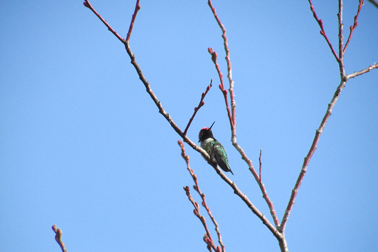 Red Hummingbird Dream Meaning