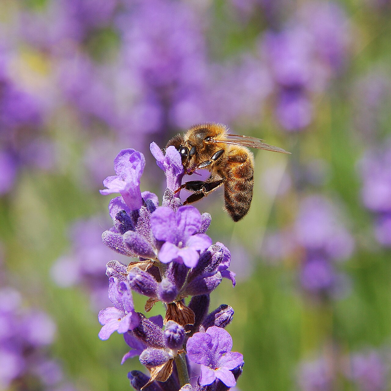 Insect Spiritual Meanings: 15 Bugs and What They Signal
