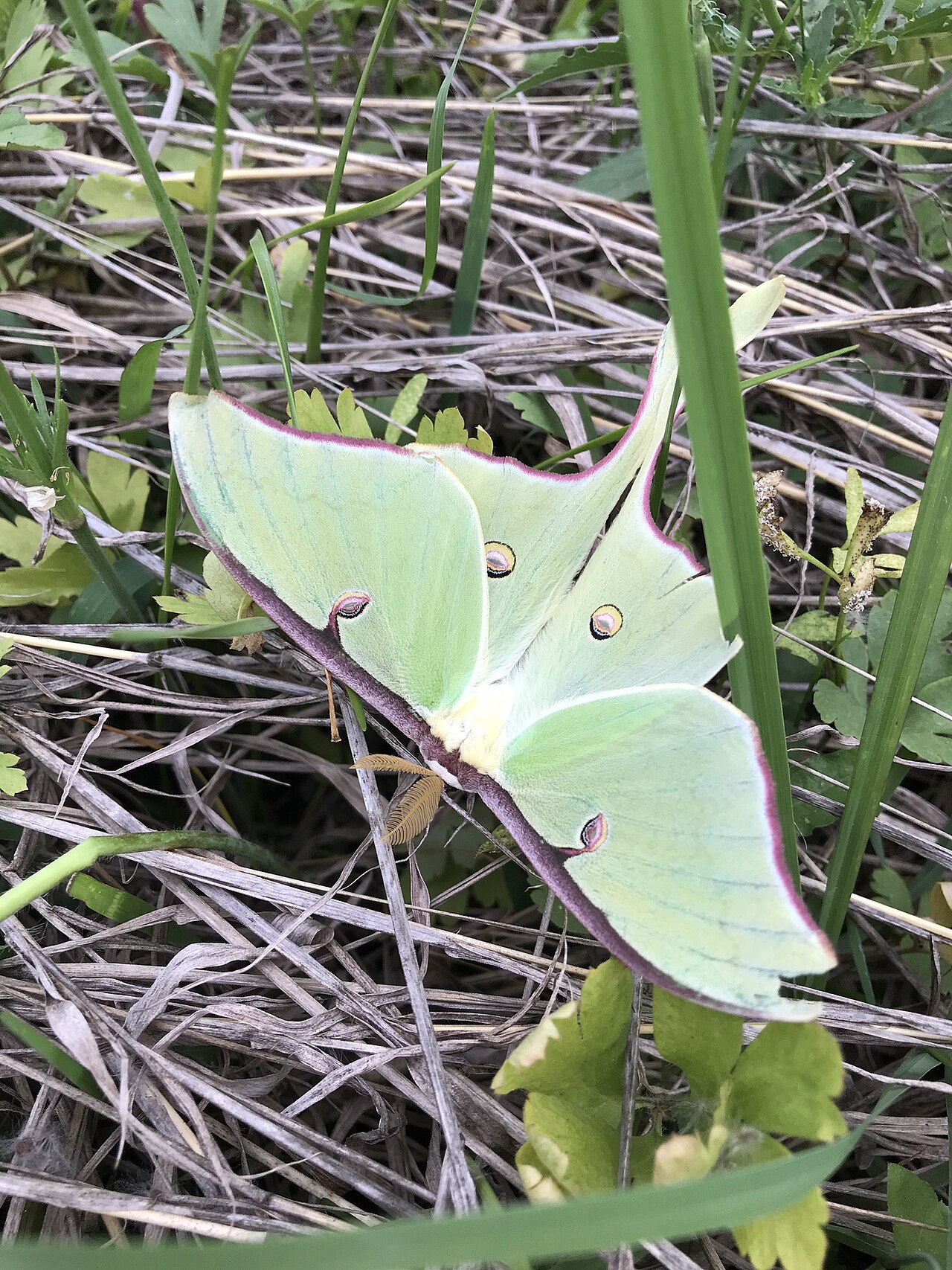 Insect Spiritual Meanings at a Glance