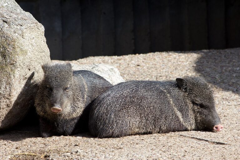 Javelina Poop: 7 Field Marks That Identify It Fast