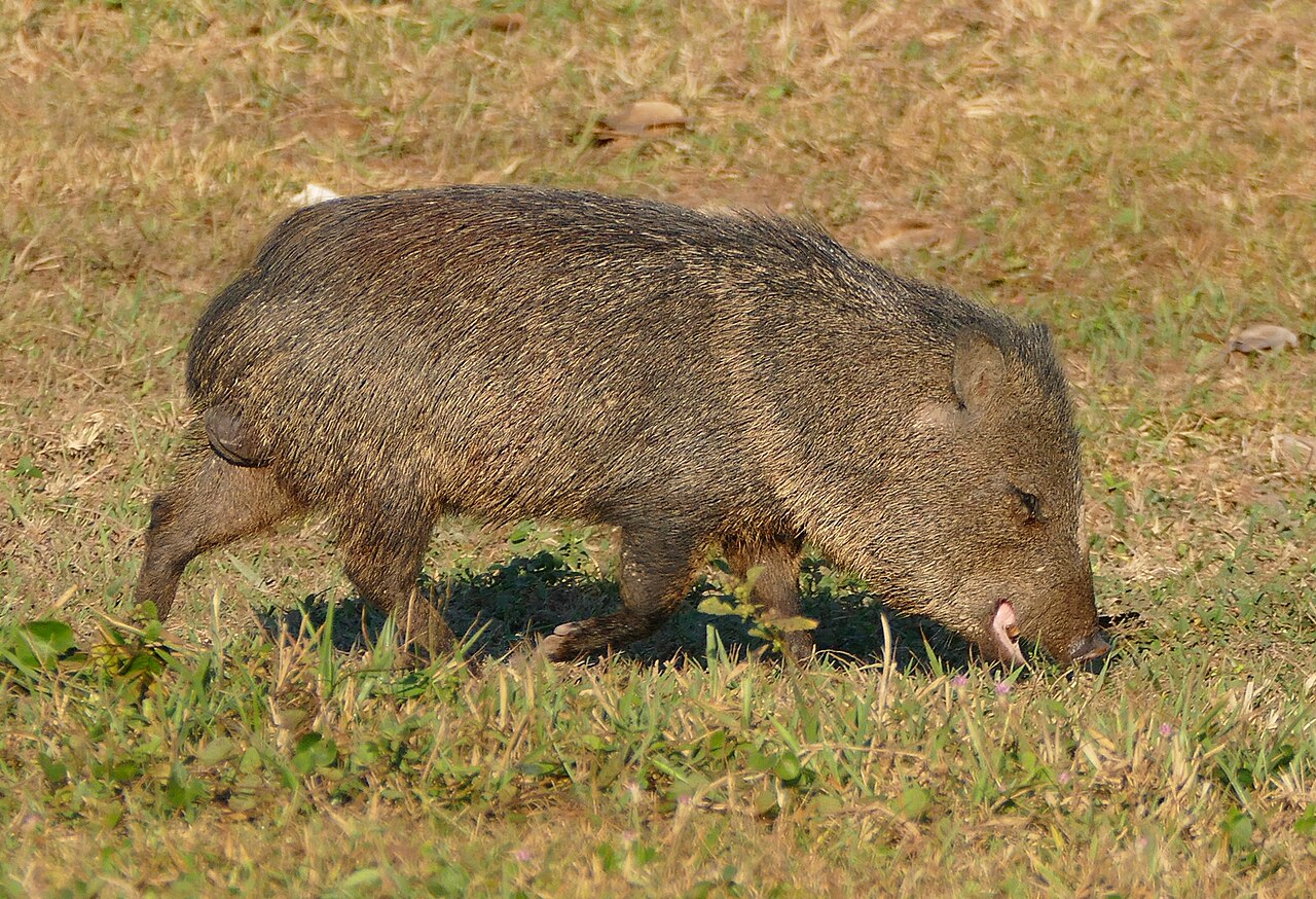 What Is Inside Javelina Scat
