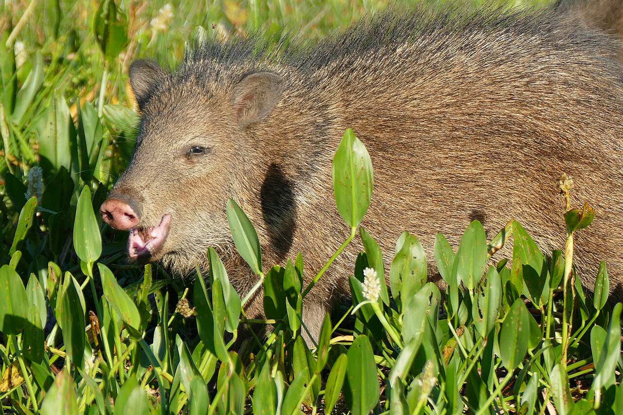 Where to Look for Javelina Poop in Your Yard
