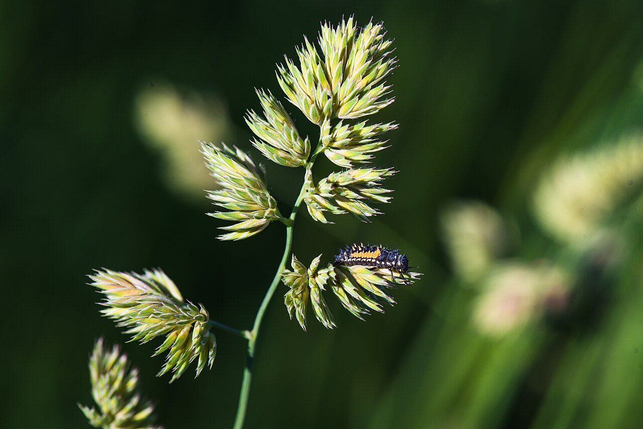 Ladybug in the House: Spiritual Meaning, Omens and Colors