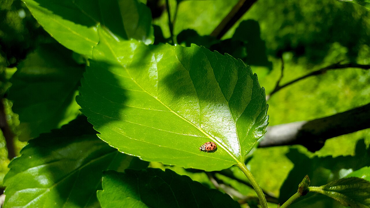 Ladybug symbolism across traditions