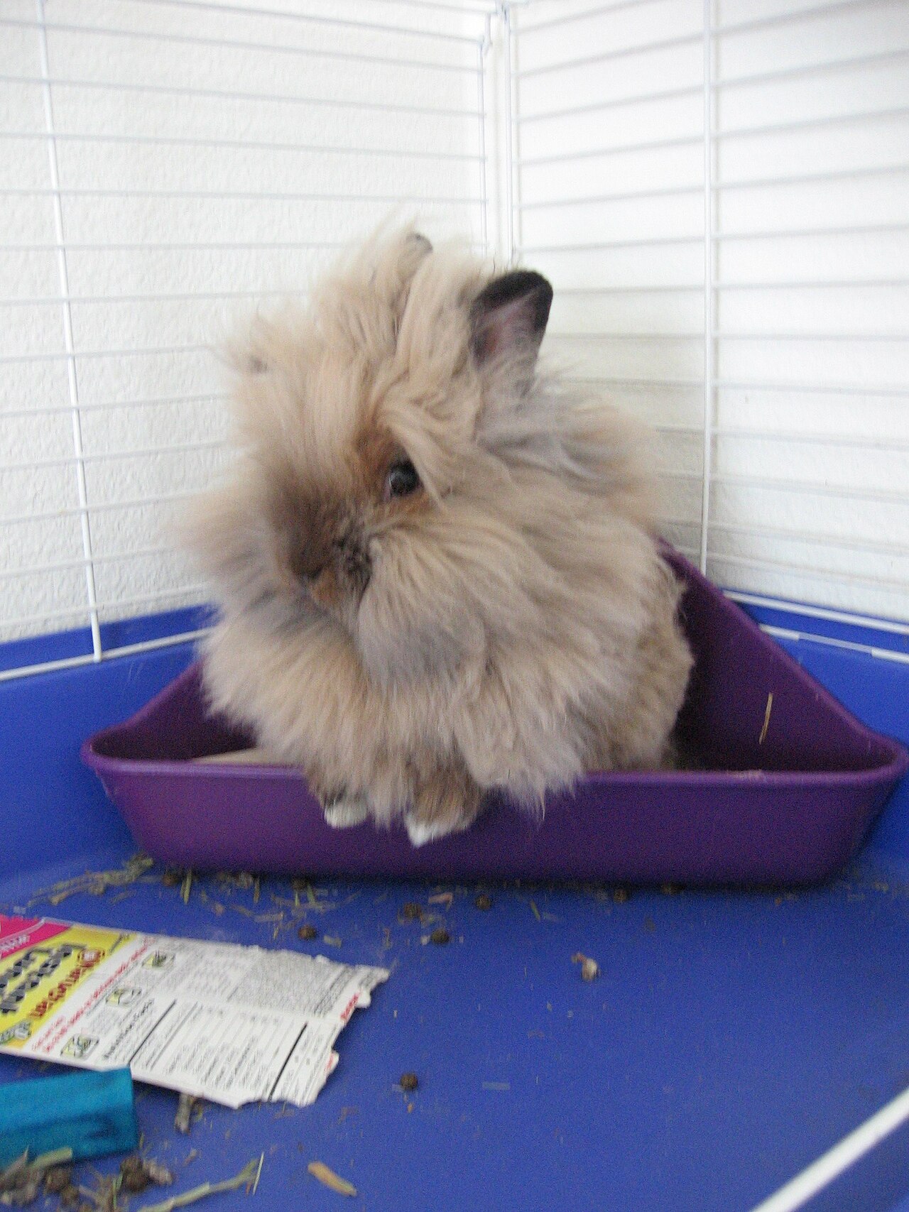 Lionhead Rabbit: Size, Lifespan, Care and 4 Real Downsides