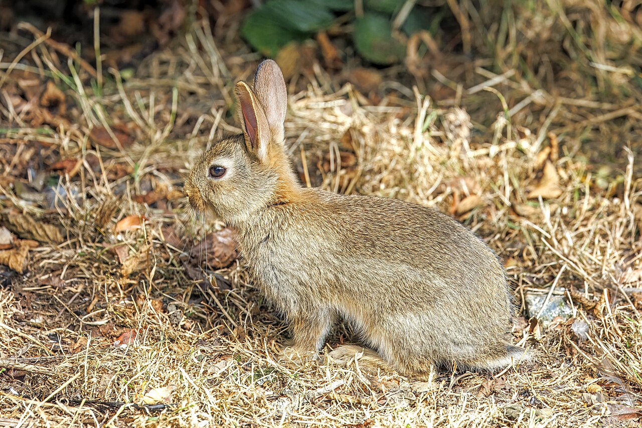 How Do I Care for a Lionhead Rabbit?