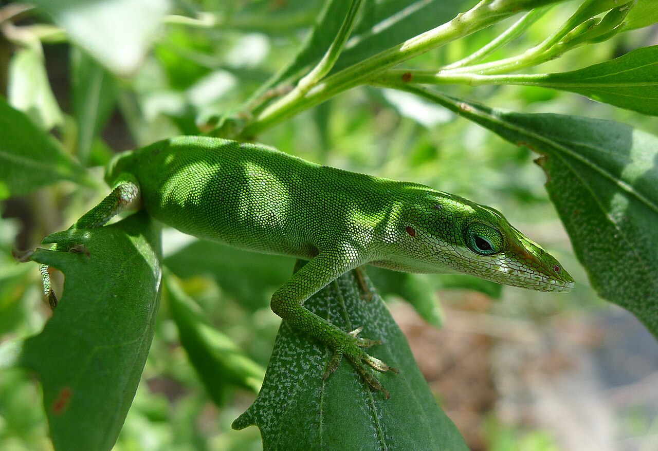 Lizard Poop vs Mouse Poop: The White Tip Settles It