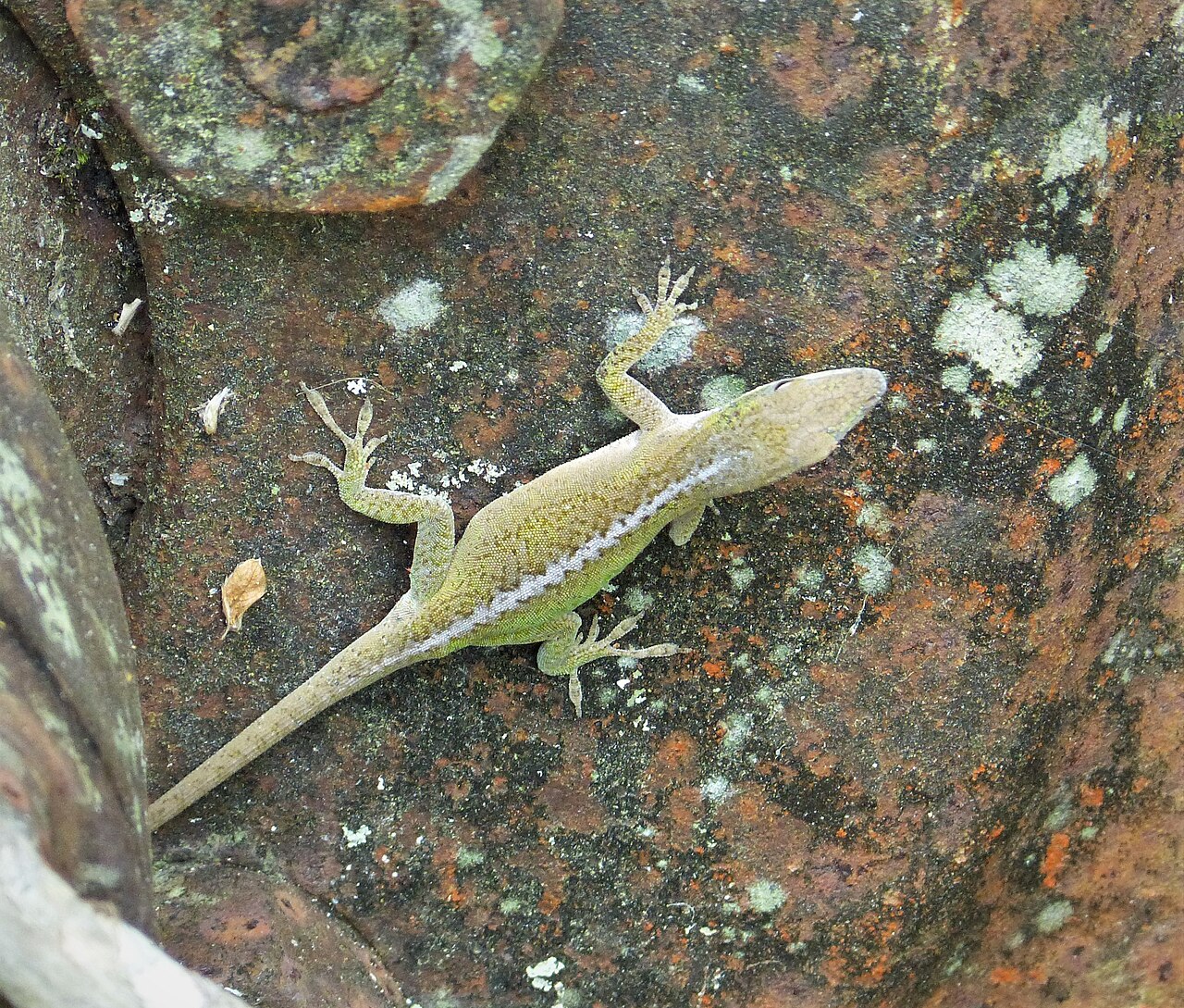 Do lizard poop look like mouse poop?