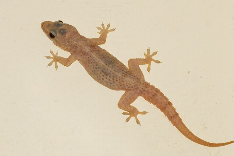 Lizard Poop vs Rat Poop: Size and the White Tip Decide