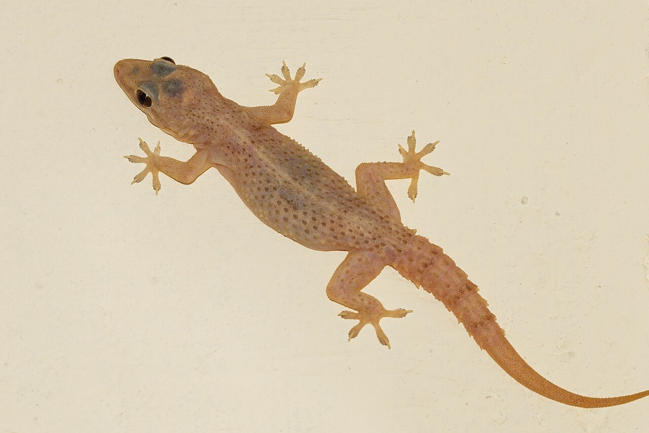 Lizard Poop vs Rat Poop: Size and the White Tip Decide