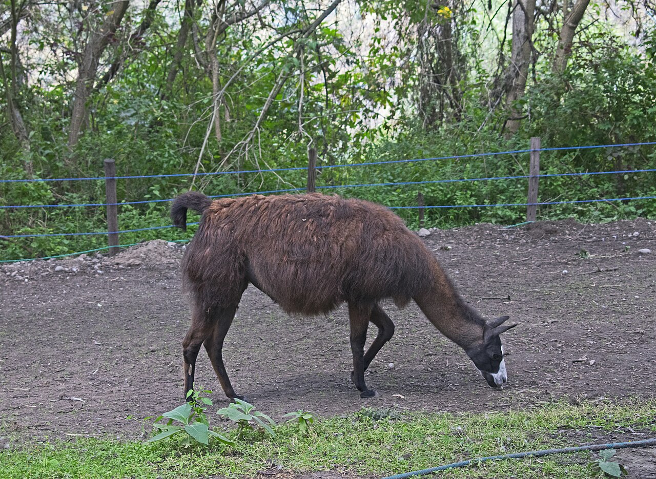 Llama Poop vs Deer Poop