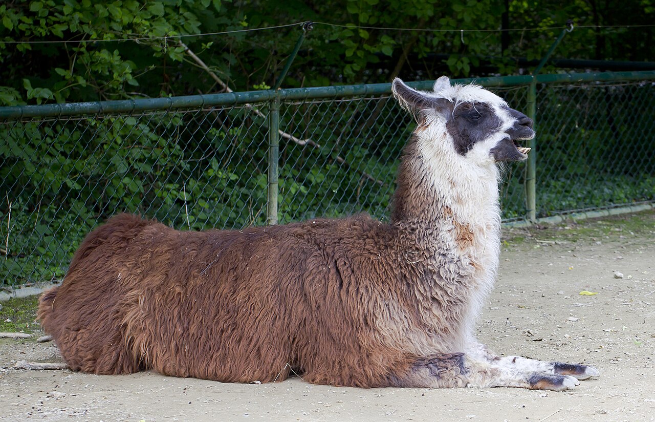 Llama Sounds: 8 Calls and What Each One Means
