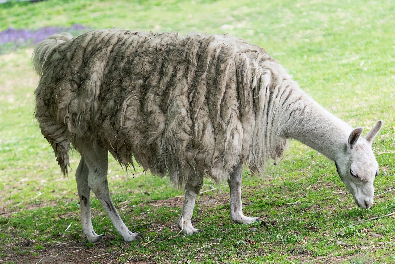 The hum: the everyday llama sound