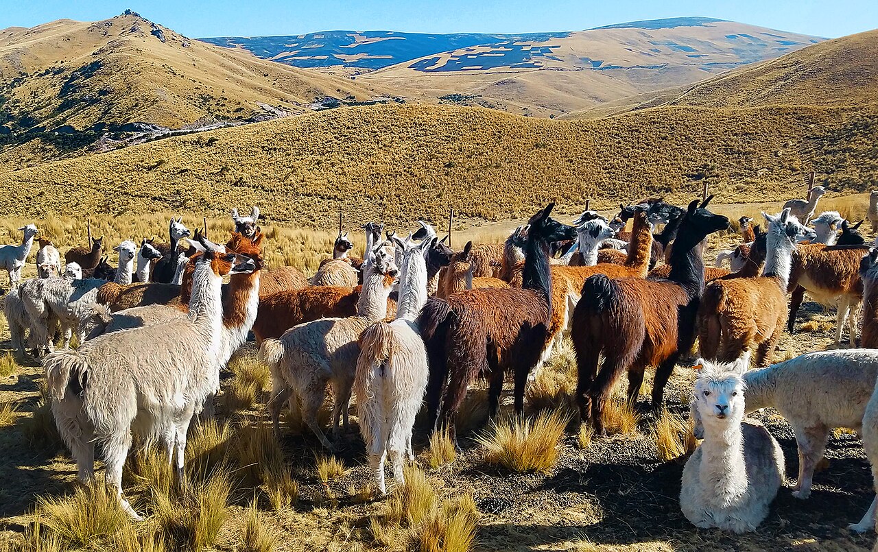 The alarm call: what a llama does when it spots a predator