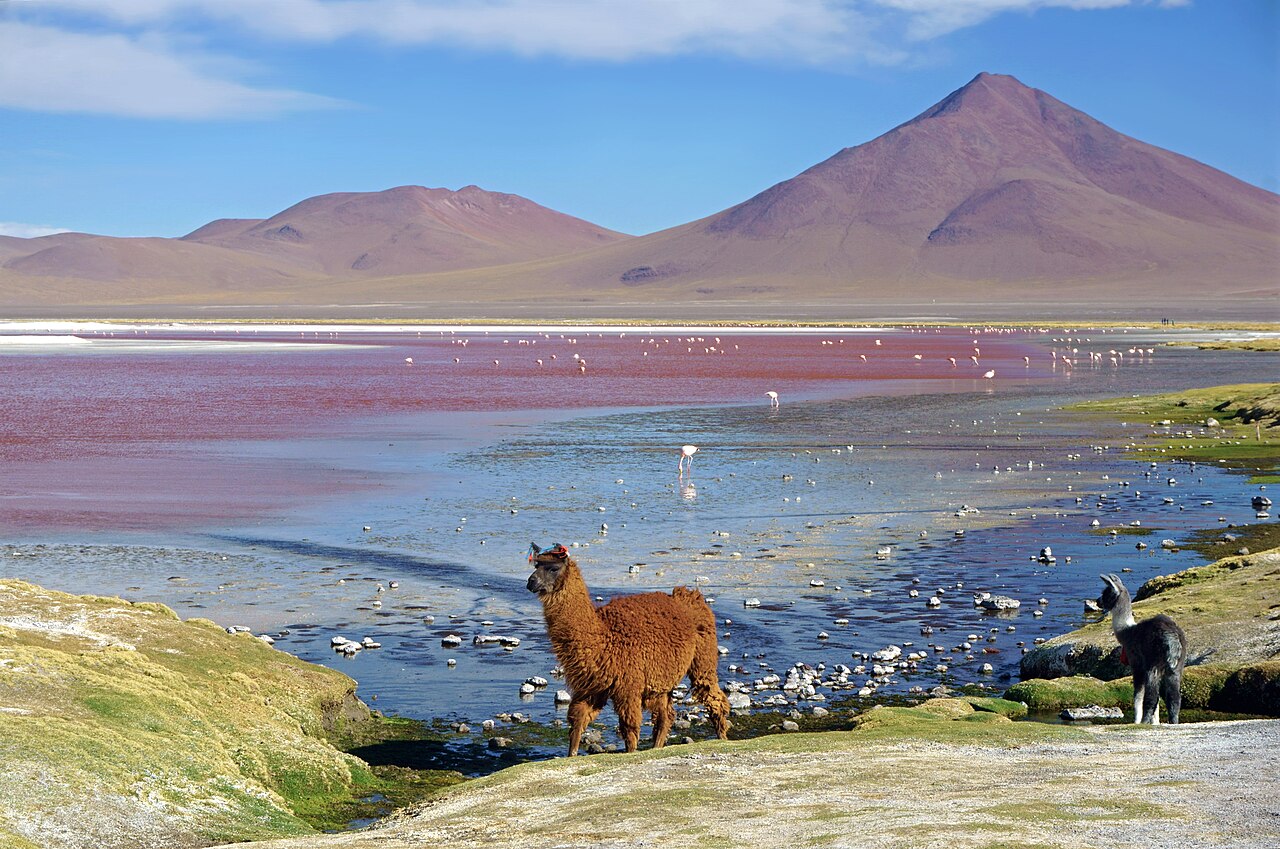 The orgle: the male llama's breeding sound