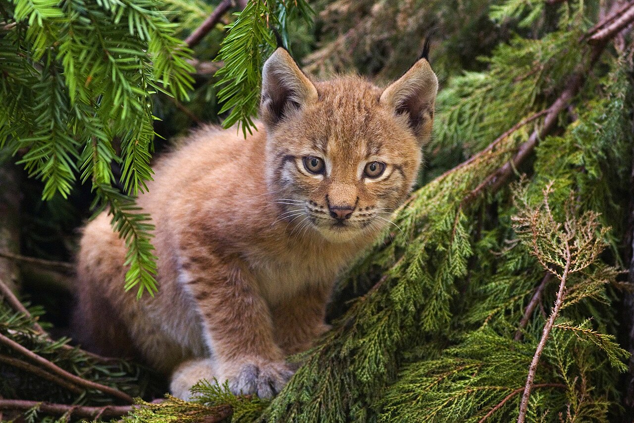 Lynx Sounds: 7 Calls Explained and What Each One Means