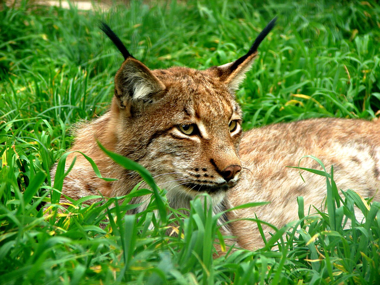 The Caterwaul: What the Breeding Season Sounds Like