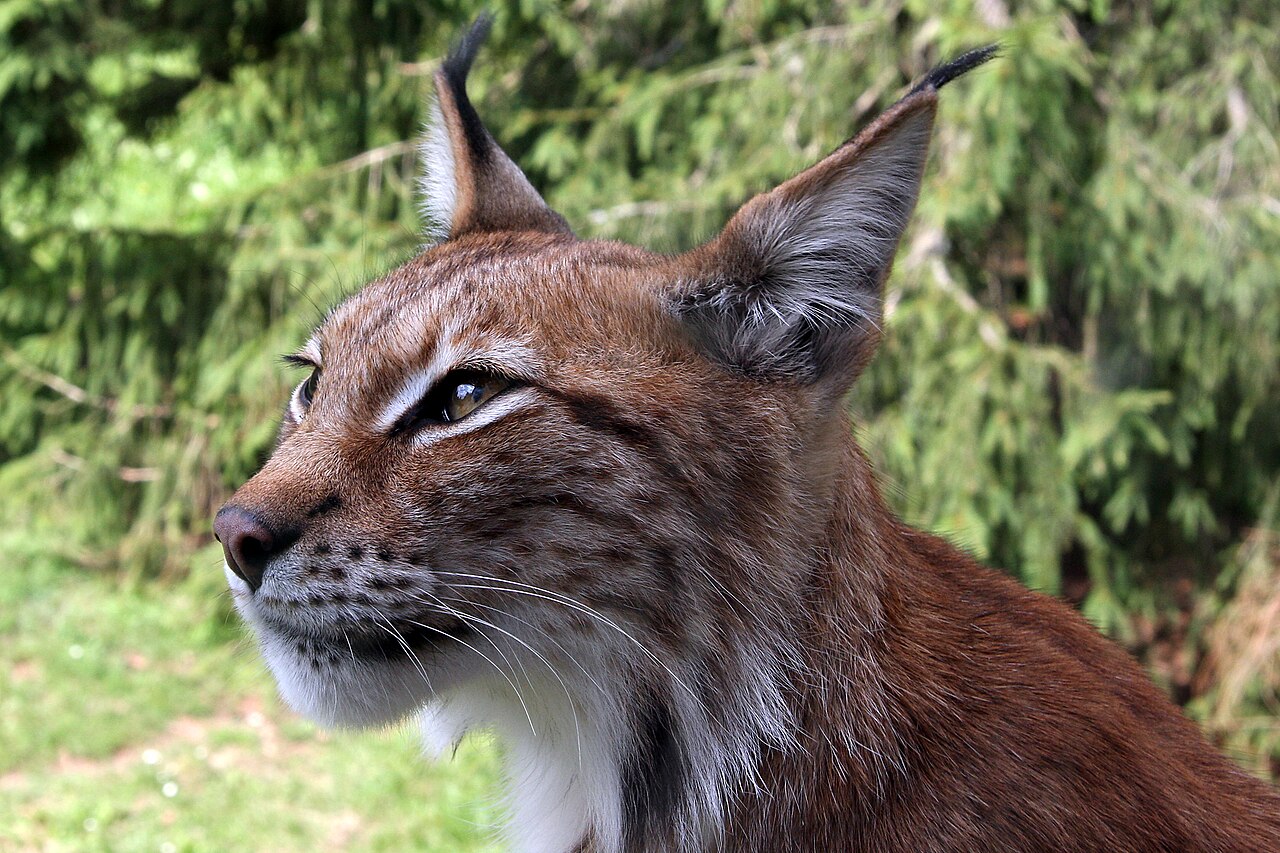 Does a Lynx Hiss?