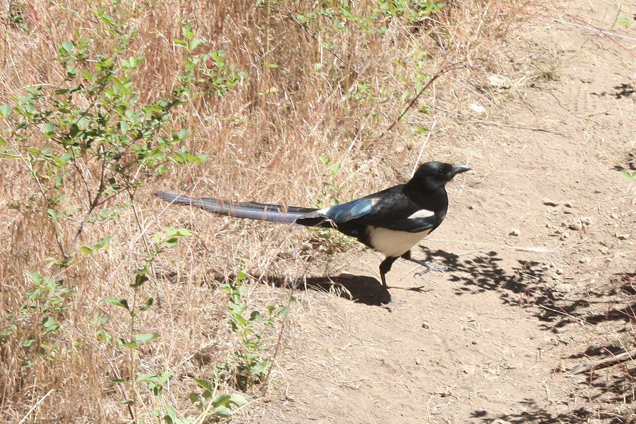 Magpie Symbolism: One for Sorrow, and What It Means Elsewhere