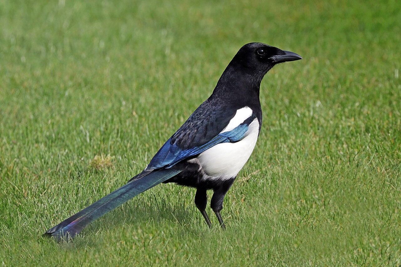 What Is the Old Wives Tale About Magpies?