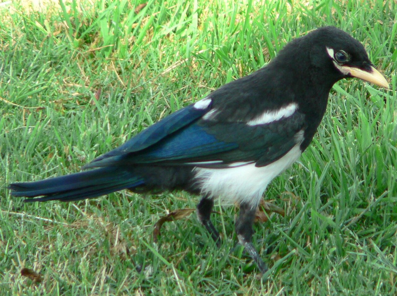 What to Say When You See One Magpie