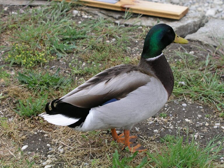 Mallard Sounds: 7 Calls and What Each One Means