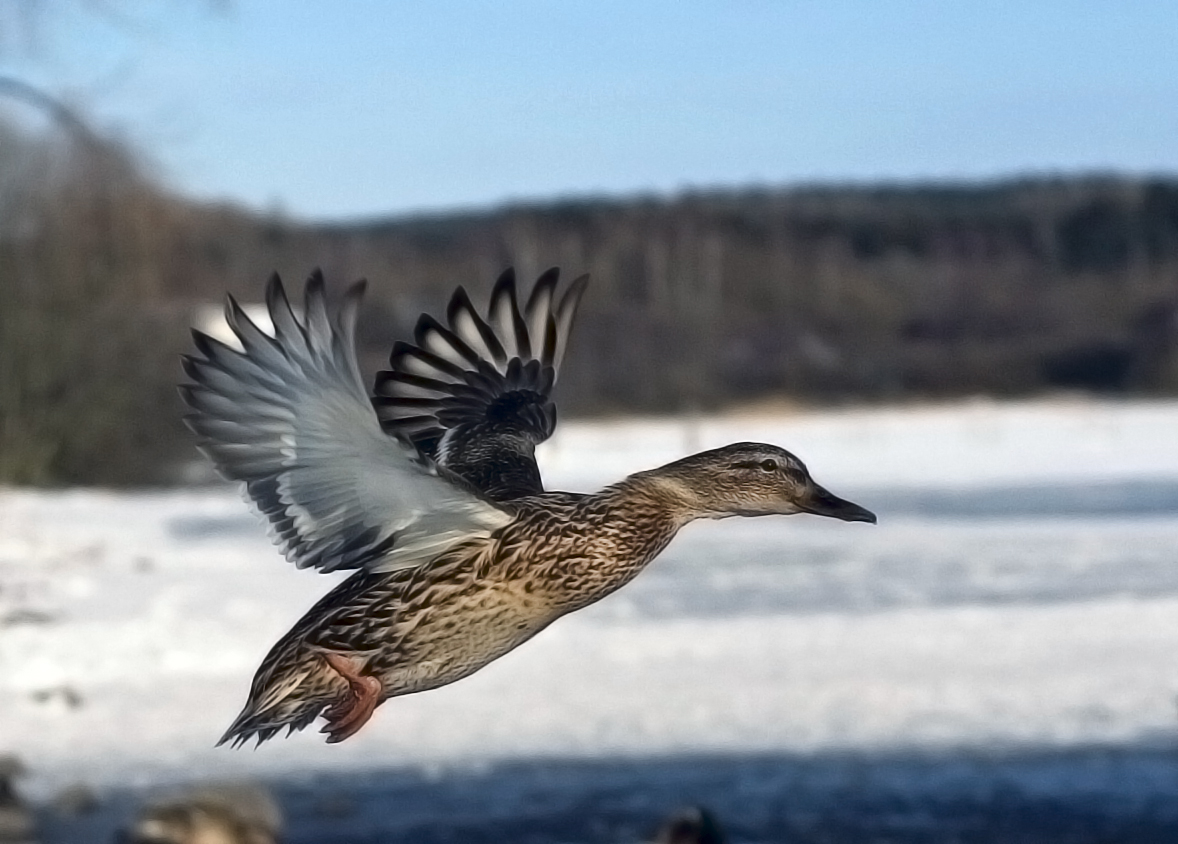 The Hen Quack: The Sound Everyone Knows