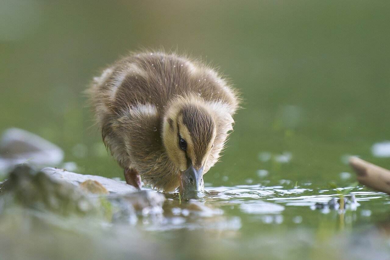 The Drake Raeb: Why Male Mallards Do Not Quack