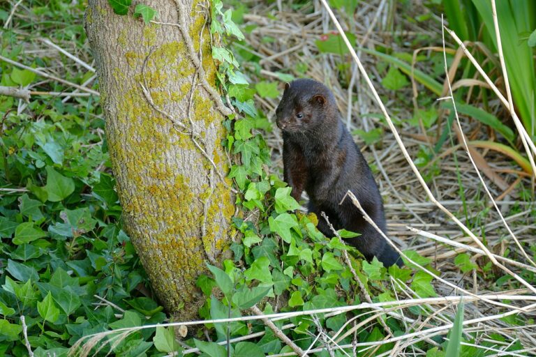 Mink Tracks: Size, Gait and 5 Lookalikes Ruled Out