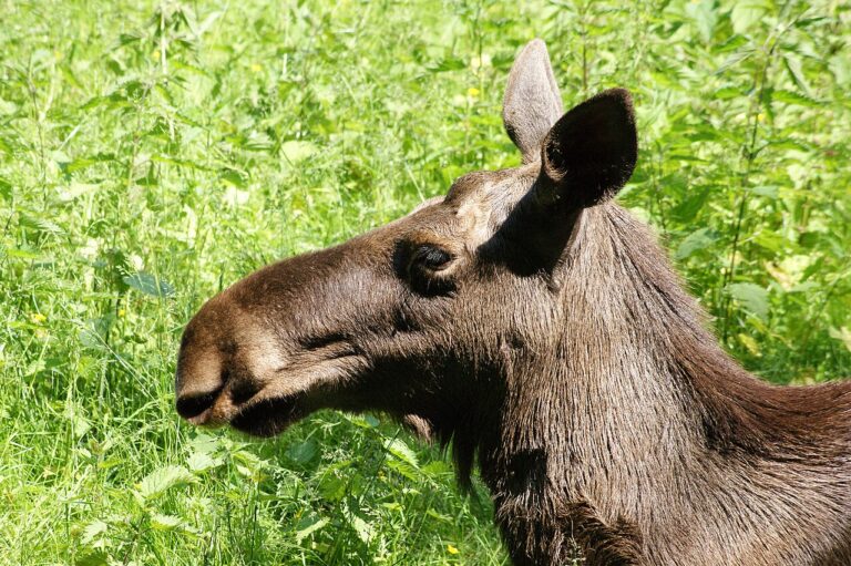 Moose Sounds: 6 Calls and What Each One Means