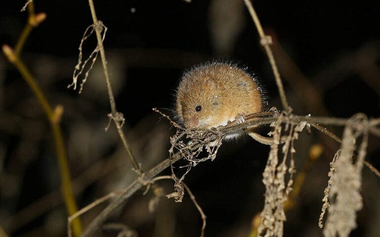 Mouse Dream Meaning: What It Means to Dream About One